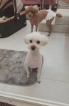 쥬뗌몽슈