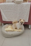 쥬뗌몽슈