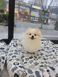 예쁜댕