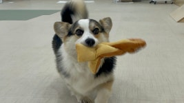 털로덮인친구들 경주키녹점