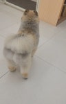 쥬뗌몽슈