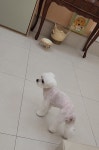 쥬뗌몽슈