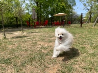 털로덮인친구들 경주키녹점