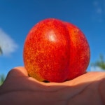 피치그로우 복숭아농원