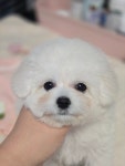 베벌리도그 애견호텔