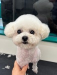 위드독