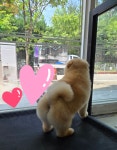 하이도그
