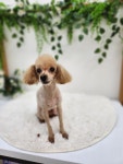 댕구르미