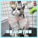 미사 고양이 미용 호텔 묘미앤