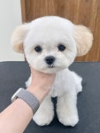 바림 펫그루밍샵