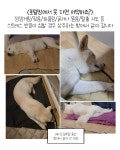 큰댕댕개치원 중대형견 애견호텔&유치원