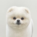 바림 펫그루밍샵