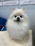 솜솜 애견미용