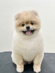 바림 펫그루밍샵