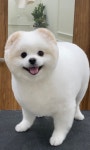 바림 펫그루밍샵