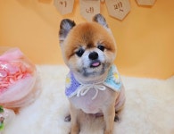 순심이네 펫살롱