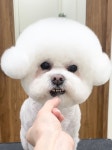 바림 펫그루밍샵