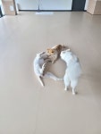 큰댕댕개치원 중대형견 애견호텔&유치원