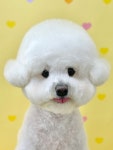 밍그루밍 애견미용실