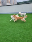 큰댕댕개치원 중대형견 애견호텔&유치원