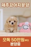 오독안심분양센터 강아지분양 고양이분양 제주점