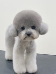 바림 펫그루밍샵