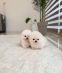 강아지분양 애견입양 아이러브독 천안점