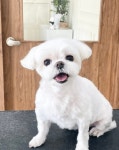바림 펫그루밍샵