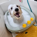 소중하개 펫살롱