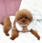 더테일