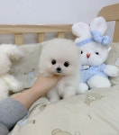 창원강아지분양 헬스독 애견입양 말티푸들포메라니안미니비숑