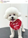 마이펫가든