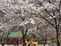 인제연가리오토캠핑장펜션