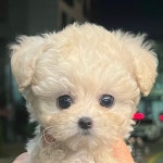 수원강아지분양 헬스독 애견입양 말티푸들포메라니안미니비숑