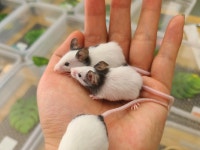 꾸물꾸는뱀 파충류샵