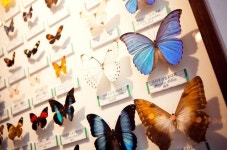 파주나비나라박물관