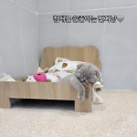 퍼피캣 강아지 고양이 대구경산점