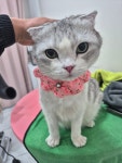 훤칠한고양이