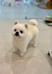 펫&쇼핑