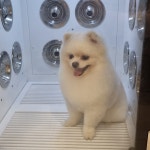 펫&쇼핑