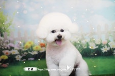 꿈꾸는강아지