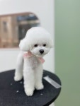 우리댕