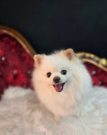 순돌이 펫 미장원