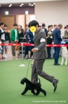 펫&쇼핑