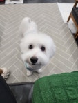 뚱샵