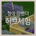 청아라벤더