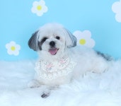 소중하개 펫살롱