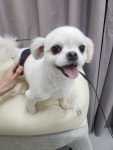 젤리펫살롱with아로마