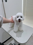 플러플리 FLUFFLY