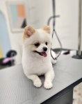루체펫